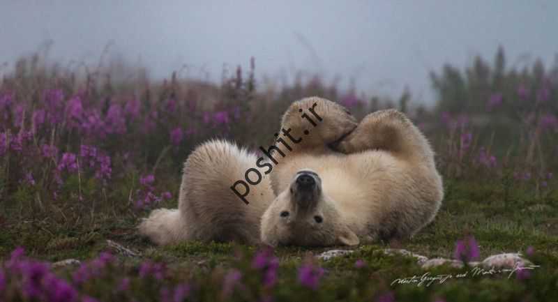 زندگی صمیمی یک خرس قطبی 