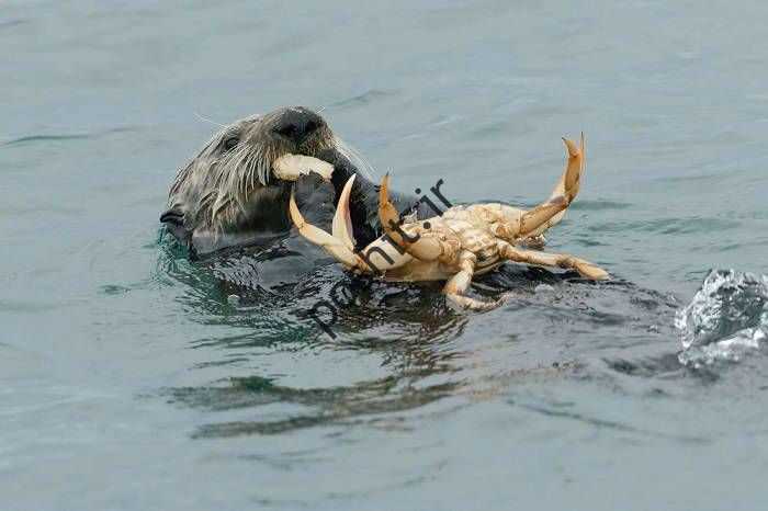 سمور دریایی در حال خوردن خرچنگ دریایی