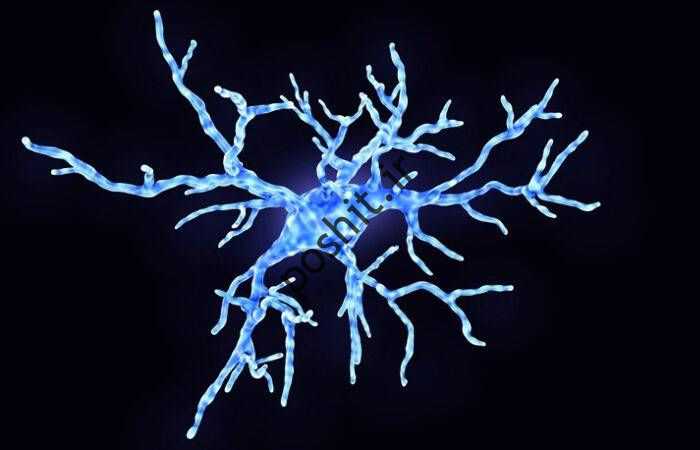سلول میکروگلیا ایمنی درون مغز / میکروگلیا