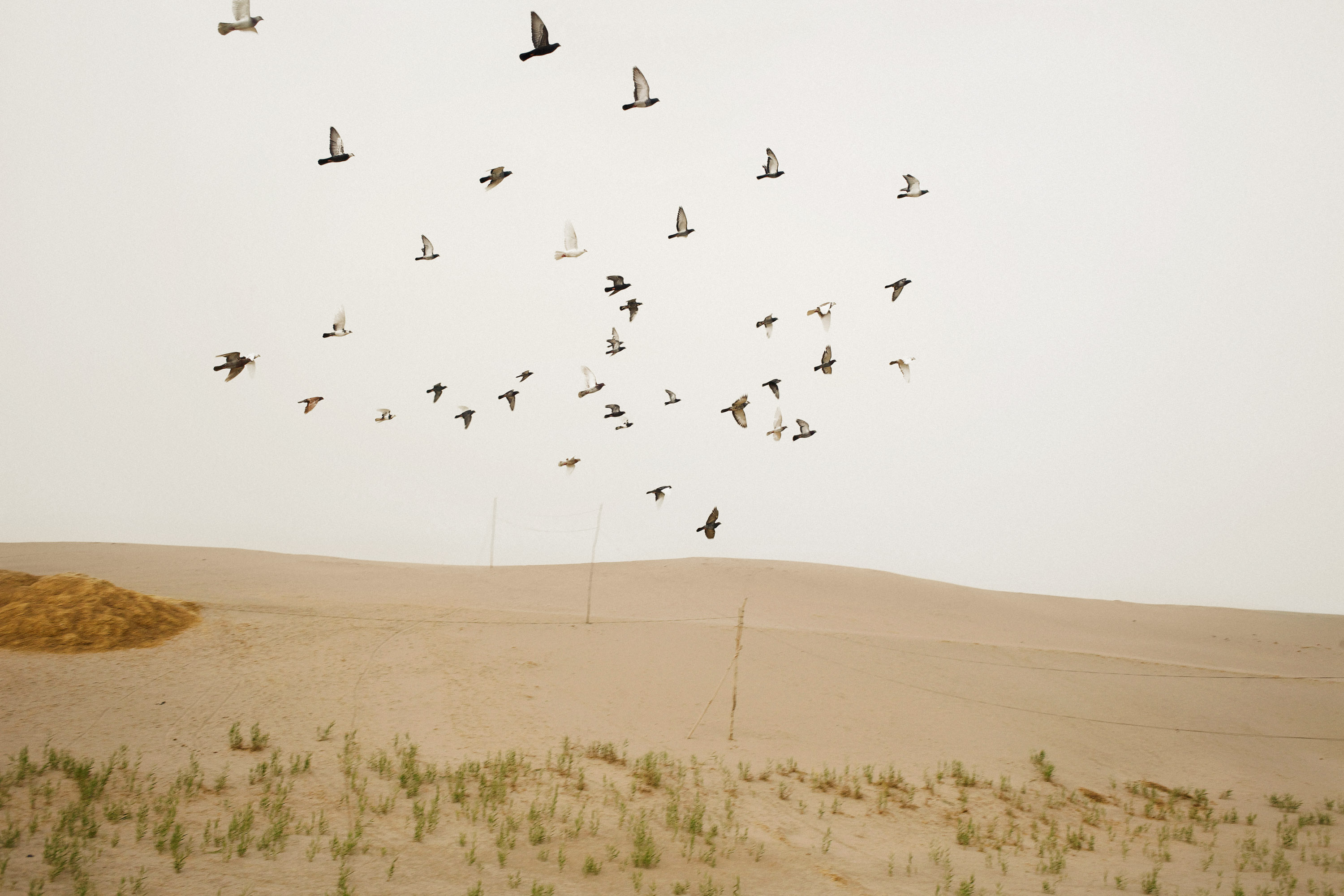 دسته ای از کبوترها در بالای خانه های یک روستای کشاورزی اویغور در حاشیه صحرا در هوا می چرخند.