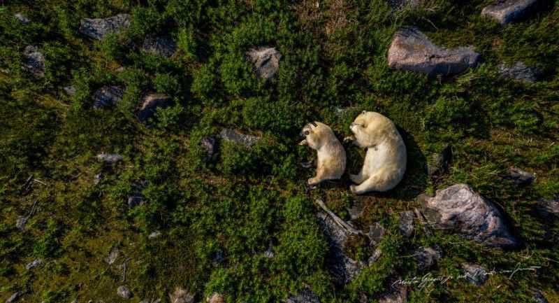 زندگی صمیمی یک خرس قطبی 