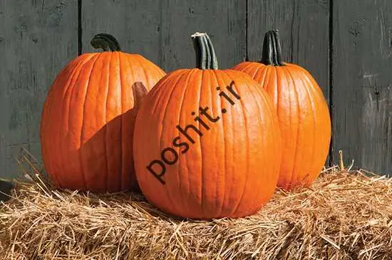 این روزها بیشتر مراقب این شخصیت تنبل باشید