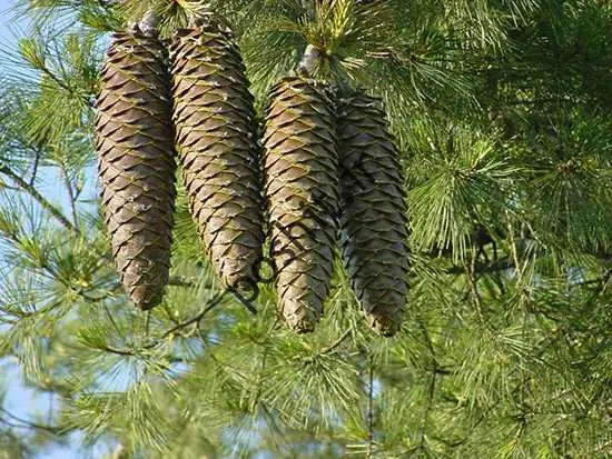 فواید زردچوبه؛  تجمل زشت؛  از تقویت قوای جنسی تا ...