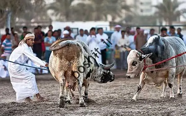 اوبازی؛  ناشناخته در روستای اماراتی/ اوبازی از نوع اماراتی دون سرنوشت لخ رای اوها