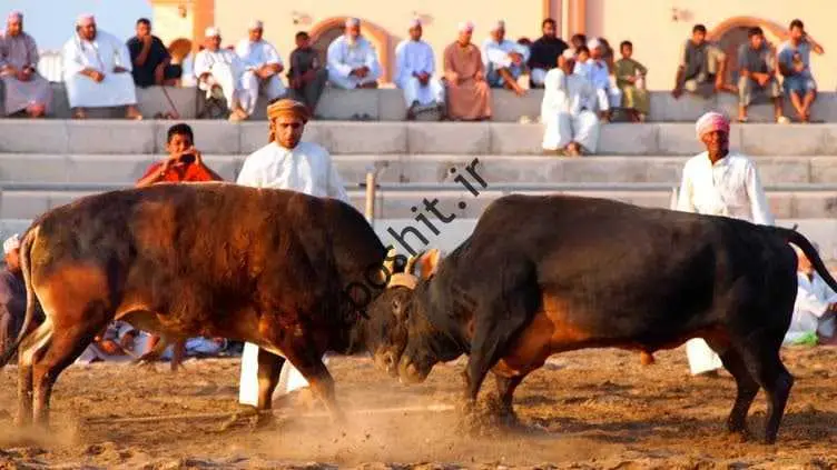 اوبازی؛  ناشناخته در روستای اماراتی/ اوبازی از نوع اماراتی دون سرنوشت لخ رای اوها