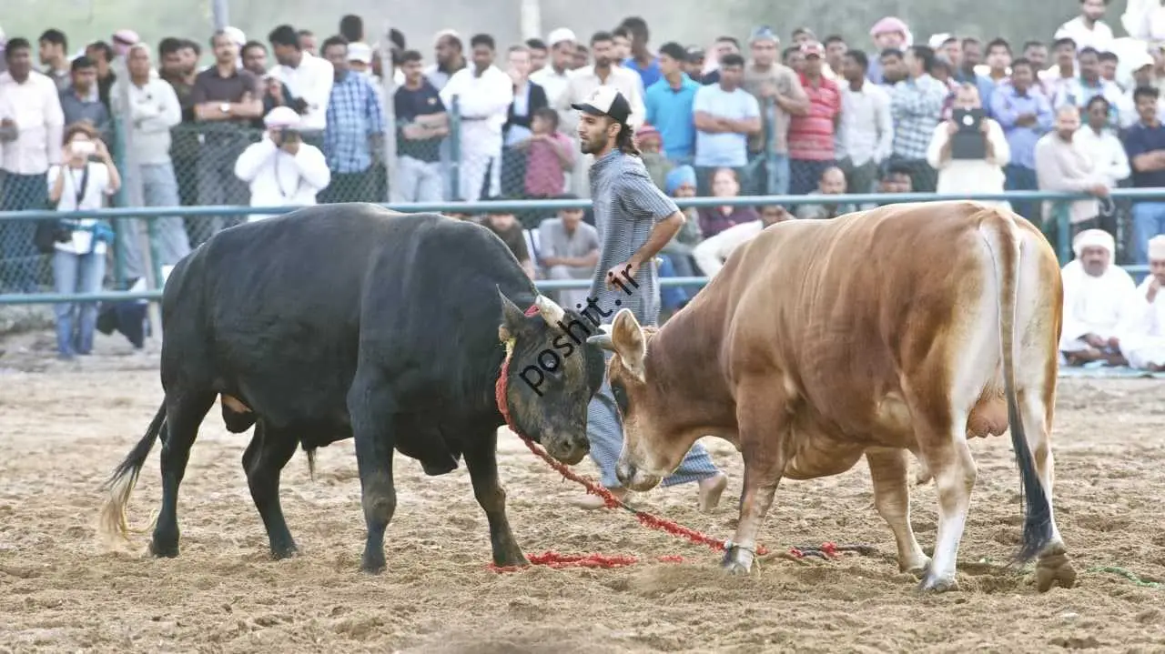اوبازی؛  ناشناخته در روستای اماراتی/ اوبازی از نوع اماراتی دون سرنوشت لخ رای اوها