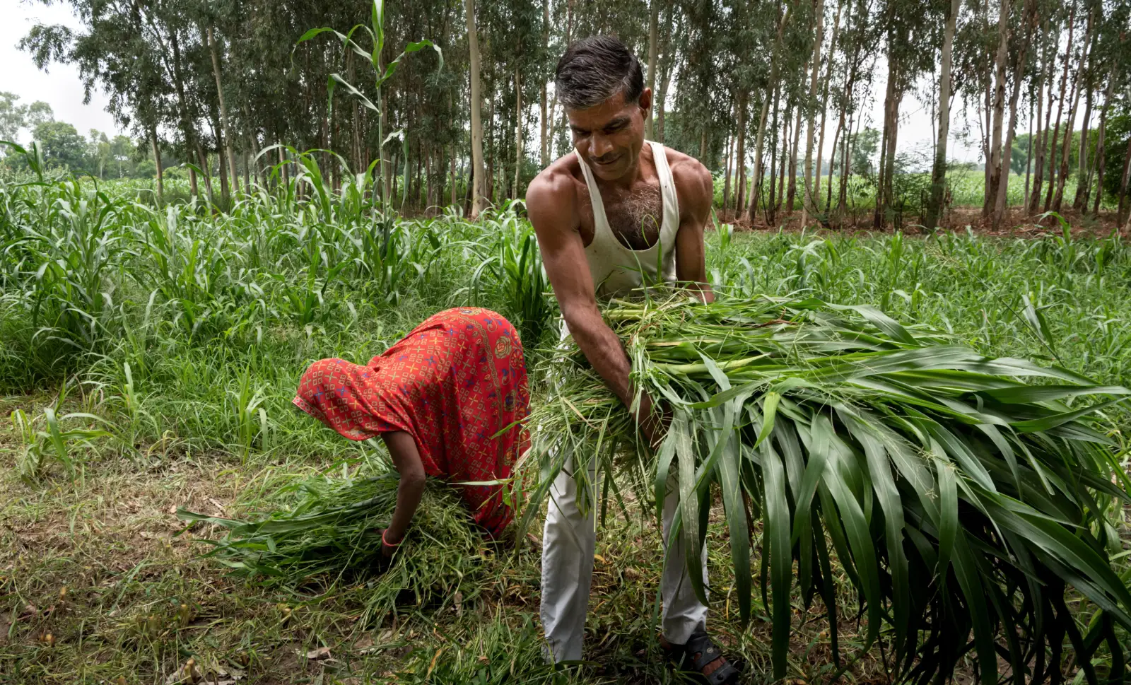 یک زوج در مزرعه کار می کنند.  مردم این منطقه مجبورند روز کاری خود را تا پایان بدترین گرما به عقب برگردانند.